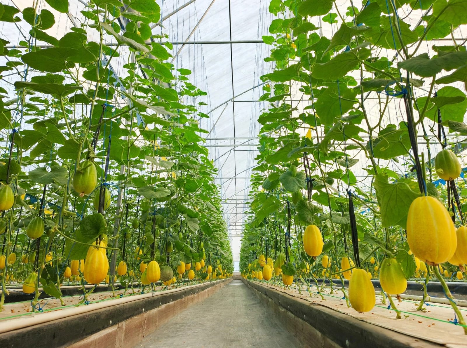 Melon di Greenhouse