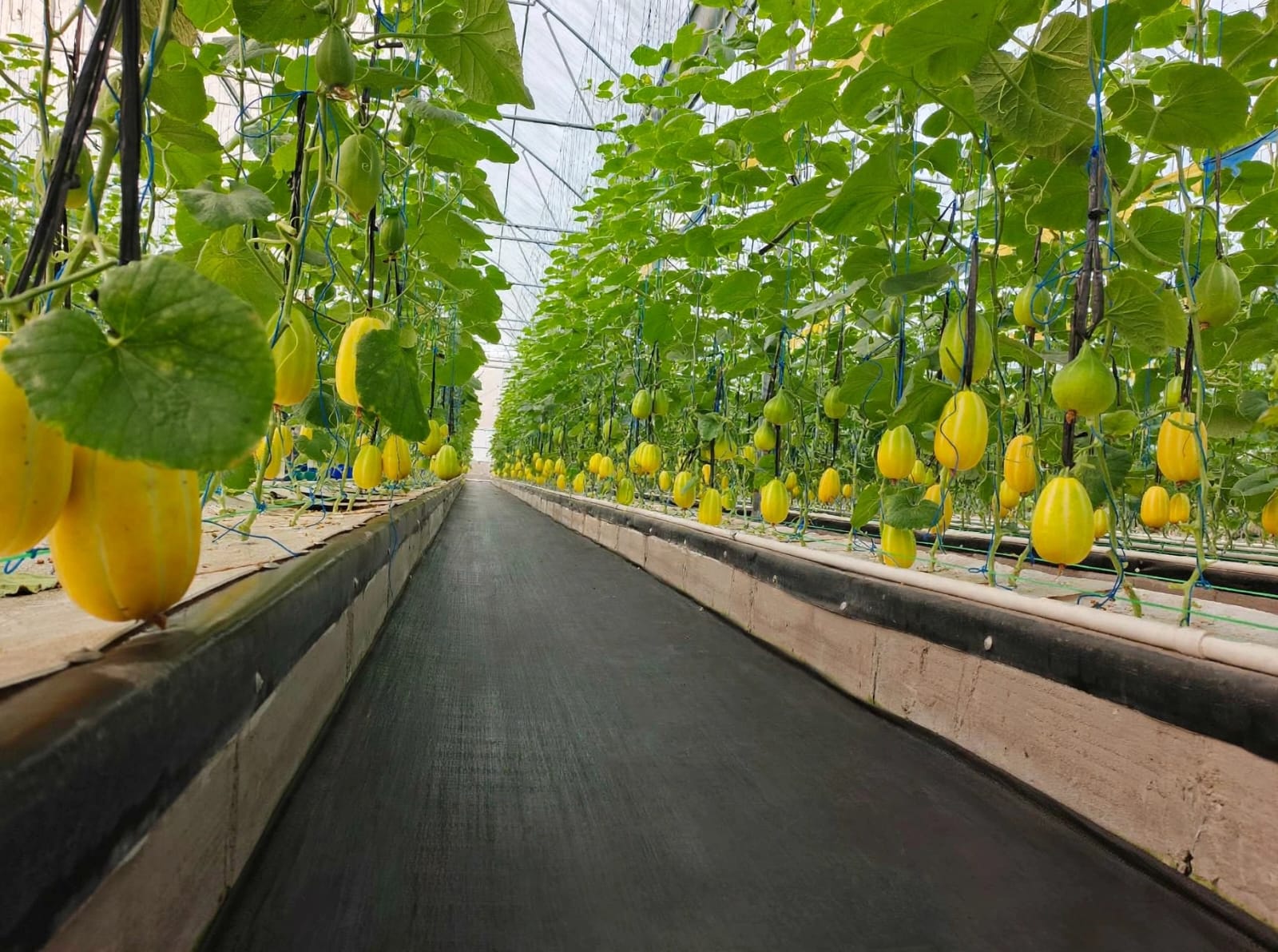 Pemandangan Greenhouse